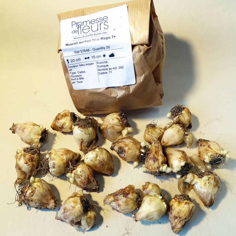 Ejemplo de ejemplar de Muscari aucheri Blue Magic Bulbo calibre 7+ tal y como se entrega