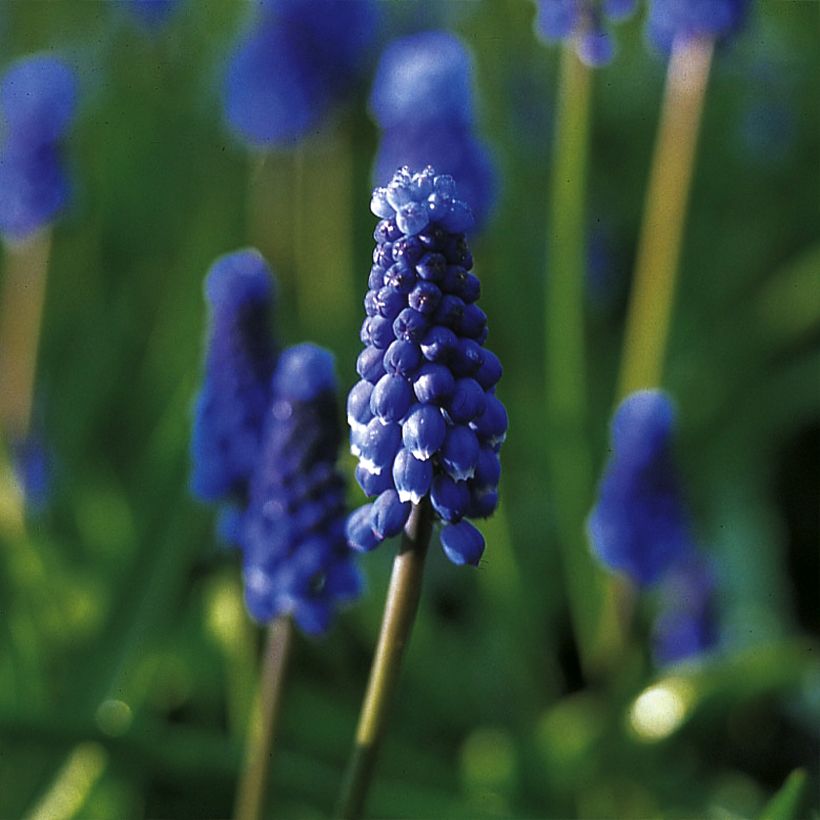 Muscari botryoides Superstar - Jacinto de la uva (Floración)