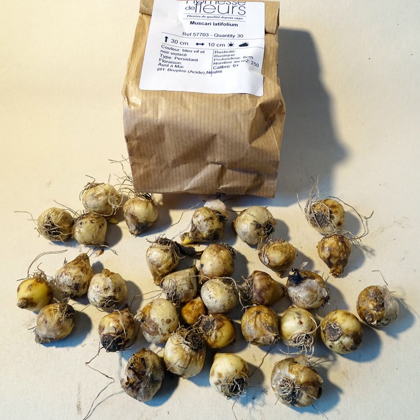 Ejemplo de ejemplar de Muscari latifolium - Jacinto ramoso Bulbo calibre 6+ tal y como se entrega