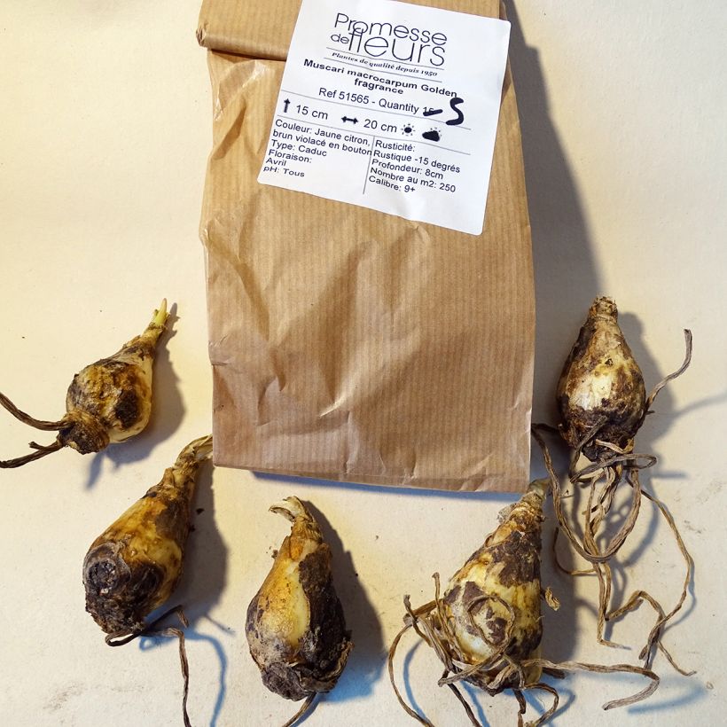 Ejemplo de ejemplar de Muscari macrocarpum Golden fragrance Bulbe tal y como se entrega