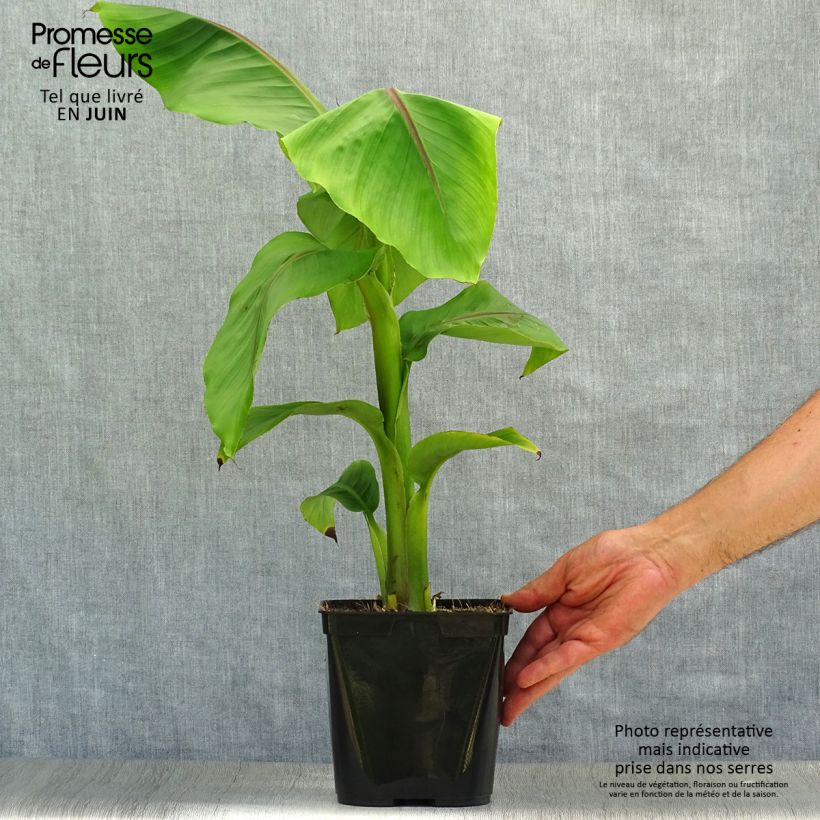 Ejemplar de Musella lasiocarpa - Plátano enano chino Maceta 2L/3LAltura de entrega aprox. 40+cm entregado en verano