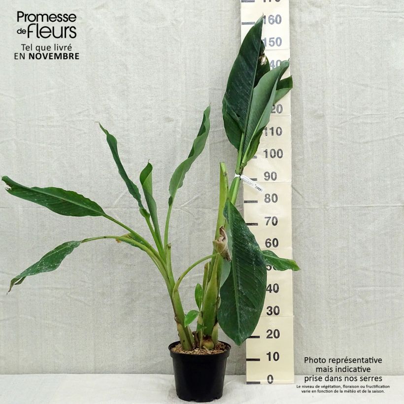 Ejemplar de Musella lasiocarpa - Plátano enano chino Maceta 4L/5L entregado en otoño