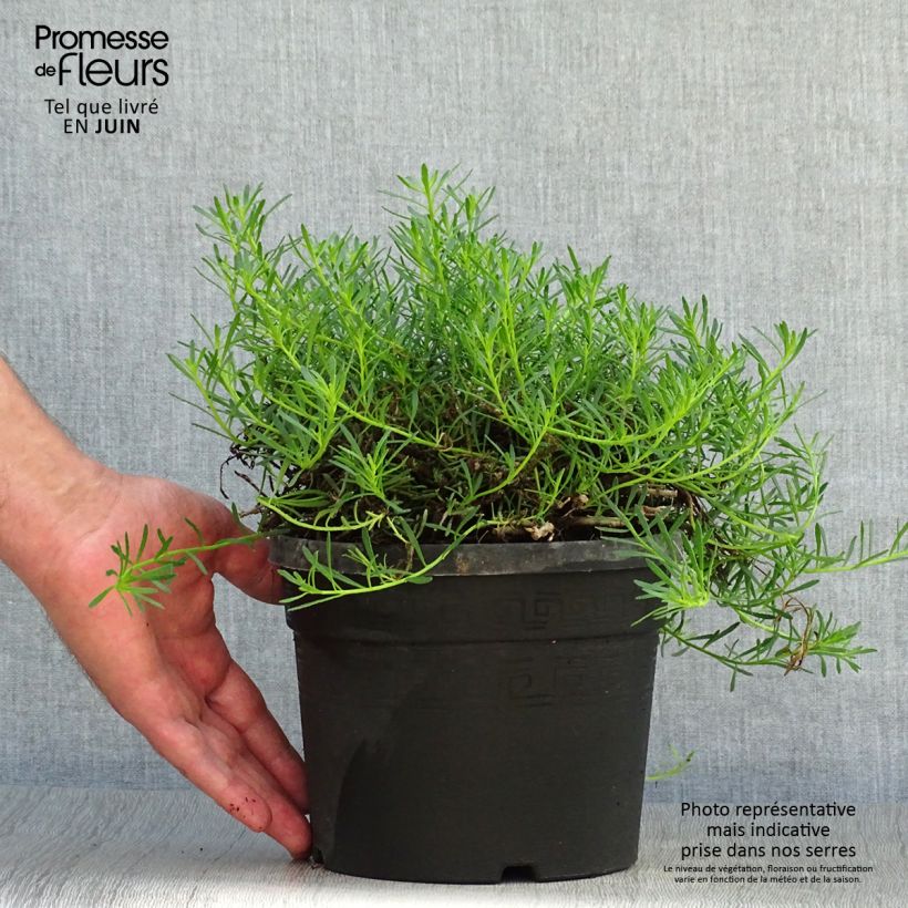 Ejemplar de Myoporum parvifolium Fleurs roses Maceta 3L/4L entregado en verano