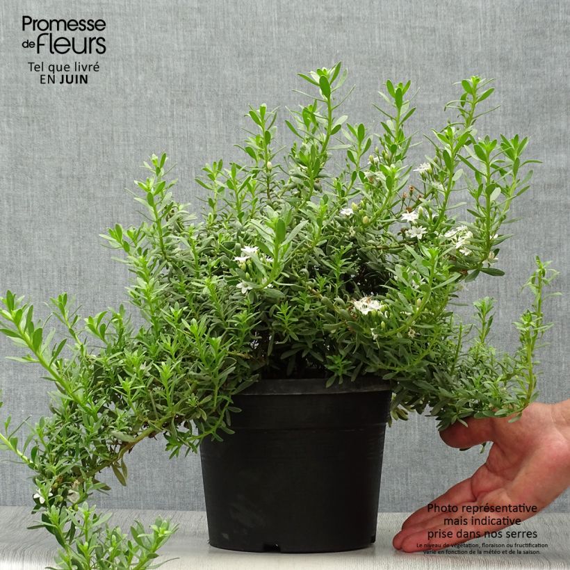 Ejemplar de Myoporum parvifolium White Maceta 3L/4L entregado en verano