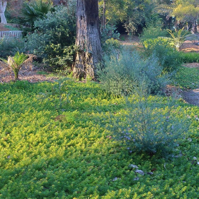 Myoporum parvifolium Fleurs roses (Porte)