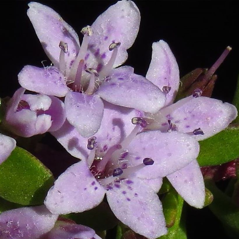 Myoporum parvifolium Fleurs roses (Floración)