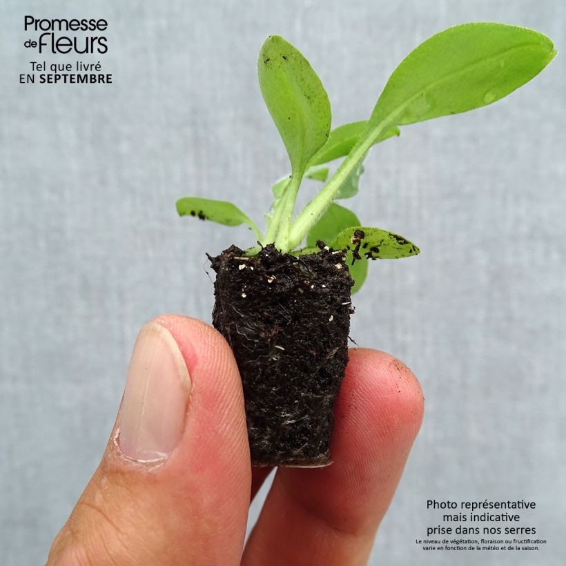 Ejemplar de Myosotis sylvatica Snowsylva minicepellón: Ø 3/4 cm entregado en otoño
