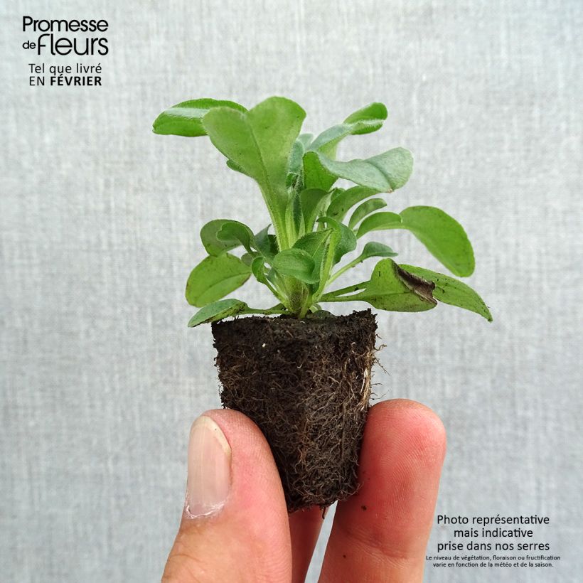 Ejemplar de Myosotis sylvatica Savoie Blue Bandeja de semillero: cepellón 3,8 cm x 3,2 cm en bandeja de cultivo por 16 entregado en otoño