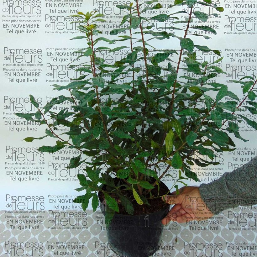 Ejemplo de ejemplar de Myrica pensylvanica Maceta 3L/4L tal y como se entrega