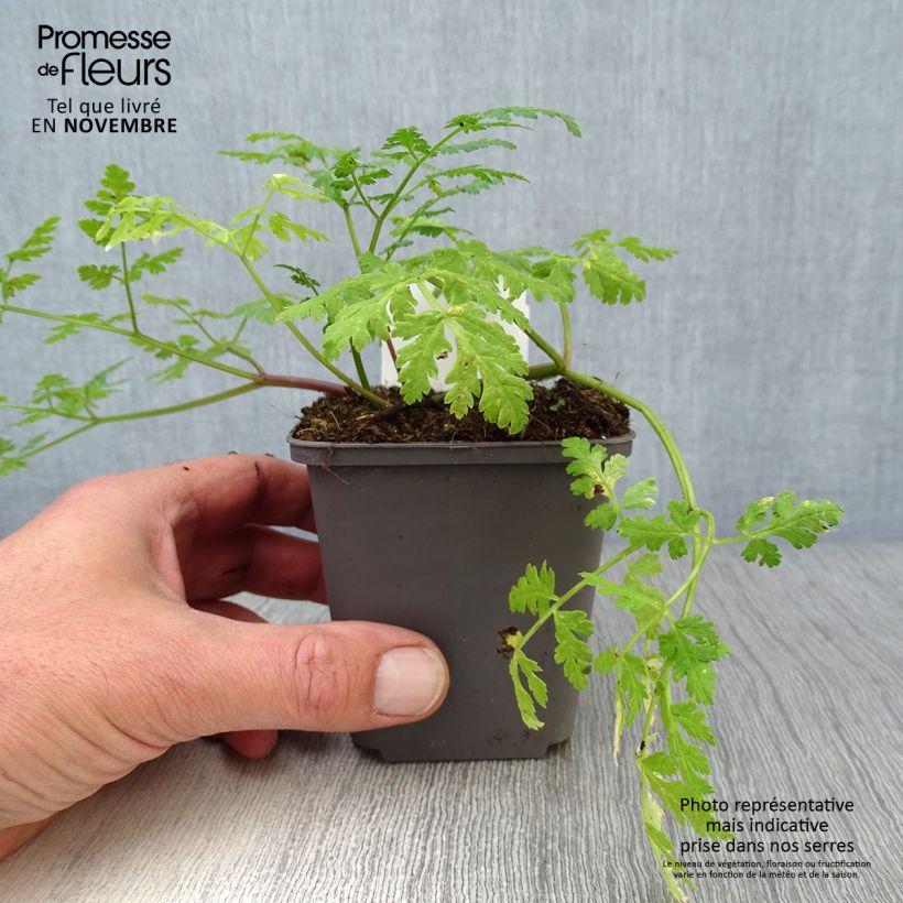 Ejemplar de Cerifolio - Myrrhis odorata Maceta de 8/9 cm entregado en otoño