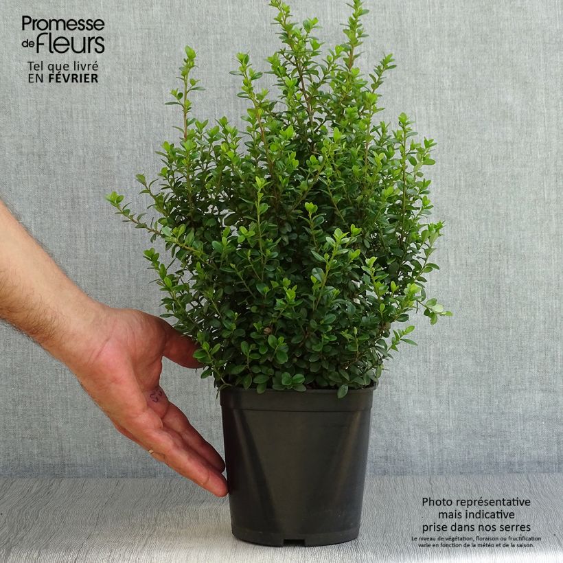 Ejemplar de Myrsine africana Maceta 2L/3L entregado en otoño