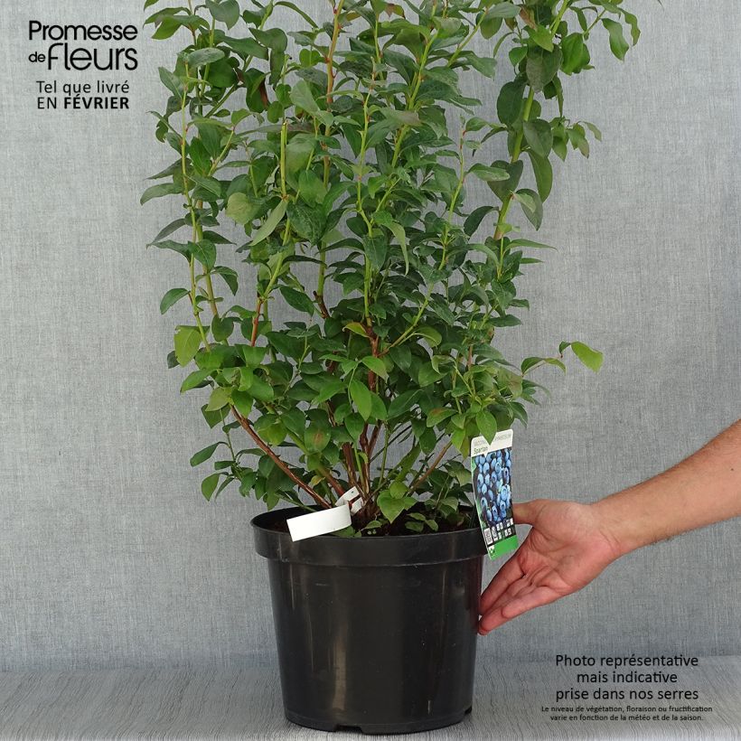 Ejemplar de Arándano Spartan Maceta 7,5L/10L entregado en otoño