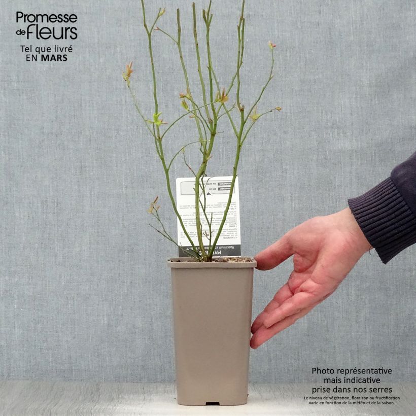 Arándano Patriot Maceta 1,5L/2L, Formación arbustiva Ejemplar entregado en la primavera