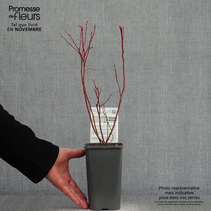 Ejemplar de Arándano Patriot Bio Maceta 1,5L/2L, Formación arbustiva entregado en otoño