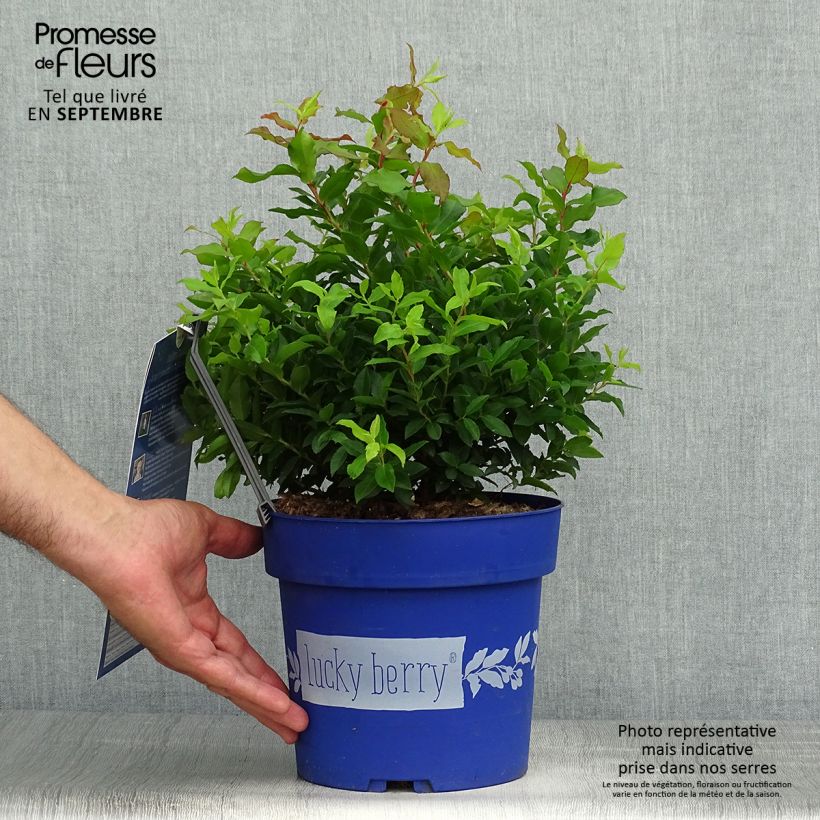 Ejemplar de Arándano Lucky Berry Maceta 4L/5L, Formación arbustiva entregado en otoño