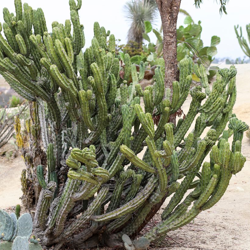 Cactus - Myrtillocactus geometrizans (Porte)