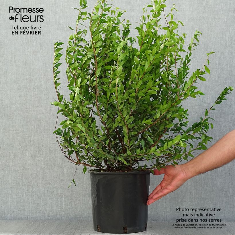 Ejemplar de Mirto común - Myrtus communis Maceta 7,5L/10L entregado en otoño