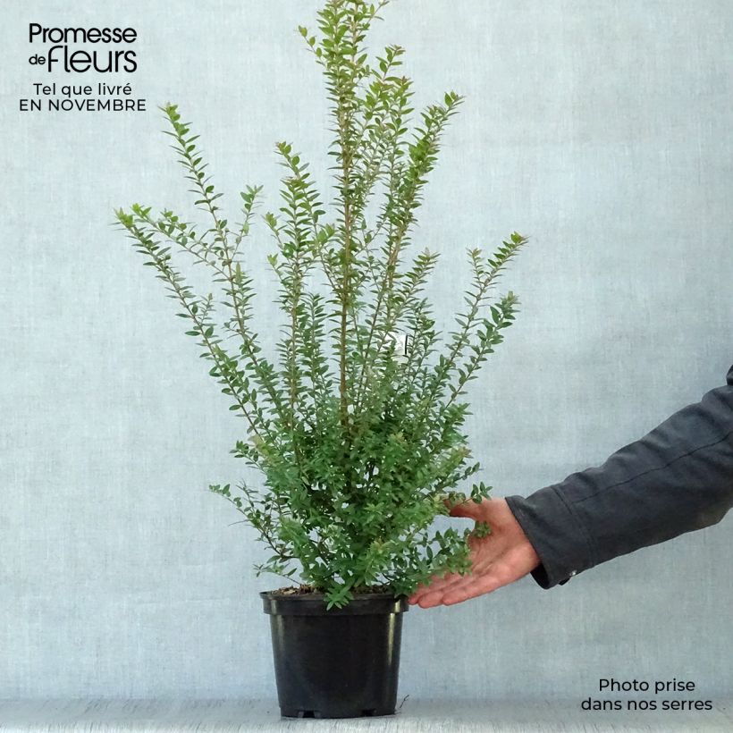 Ejemplar de Mirto de Tarento - Myrtus communis subsp.tarentina Maceta 2L/3L entregado en otoño