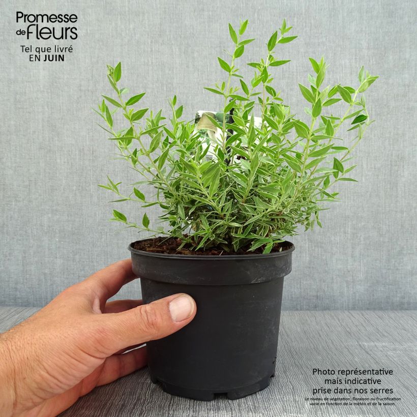 Ejemplar de Mirto común Variegata - Myrtus communis Maceta 1,5L/2LAltura de entrega aprox. 20/30cm entregado en verano