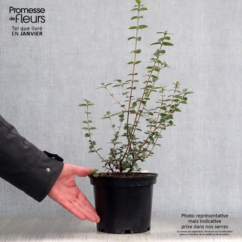 Murtilla - Myrtus ugni Maceta 2L/3LAltura de entrega aprox. 30/40cm Ejemplar entregado en invierno