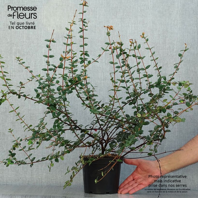 Ejemplar de Murtilla - Myrtus ugni Maceta 2L/3L entregado en otoño