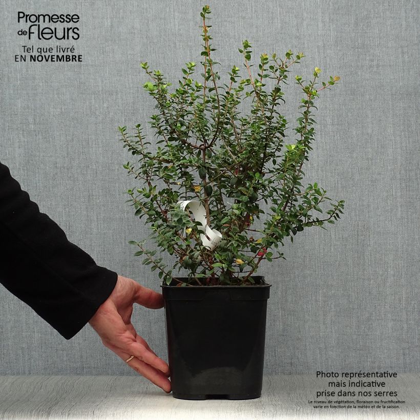 Ejemplar de Myrtus ugni Butterball - Murtilla Maceta 2L/3L entregado en otoño