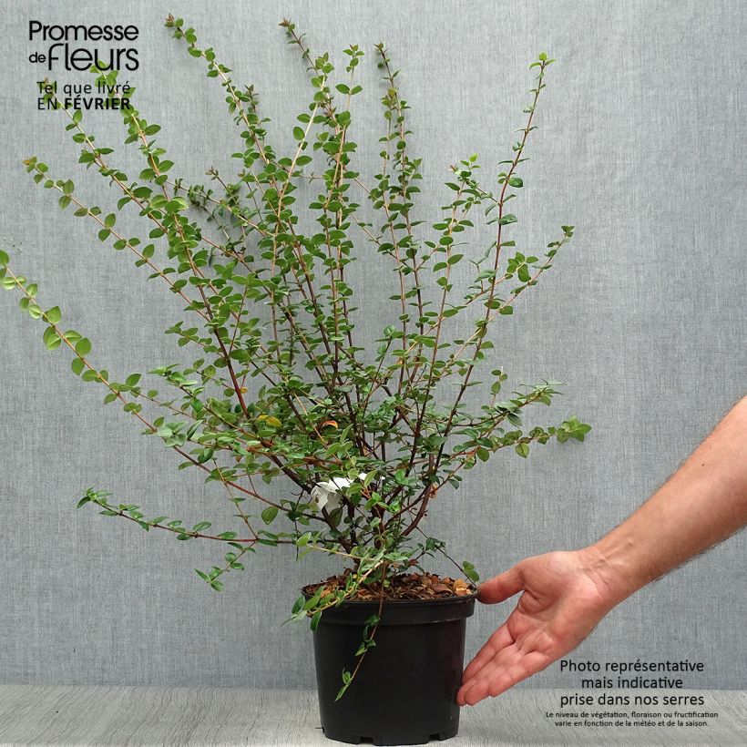 Ejemplar de Myrtus ugni Elite - Murtilla Maceta 2L/3L entregado en otoño