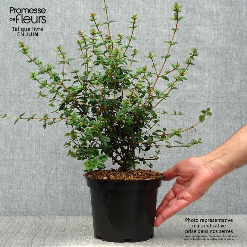 Ejemplar de Myrtus ugni Elite - Murtilla Maceta 2L/3LAltura de entrega aprox. 30/40cm entregado en verano
