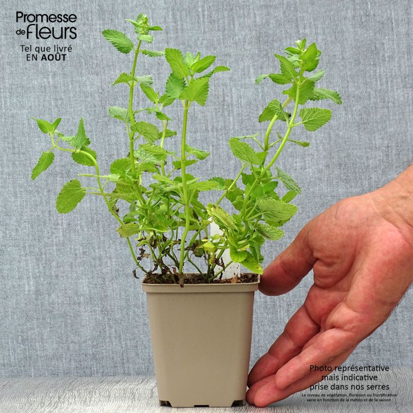 Ejemplar de Nepeta grandiflora Zinser's Giant Maceta de 8/9 cm entregado en verano
