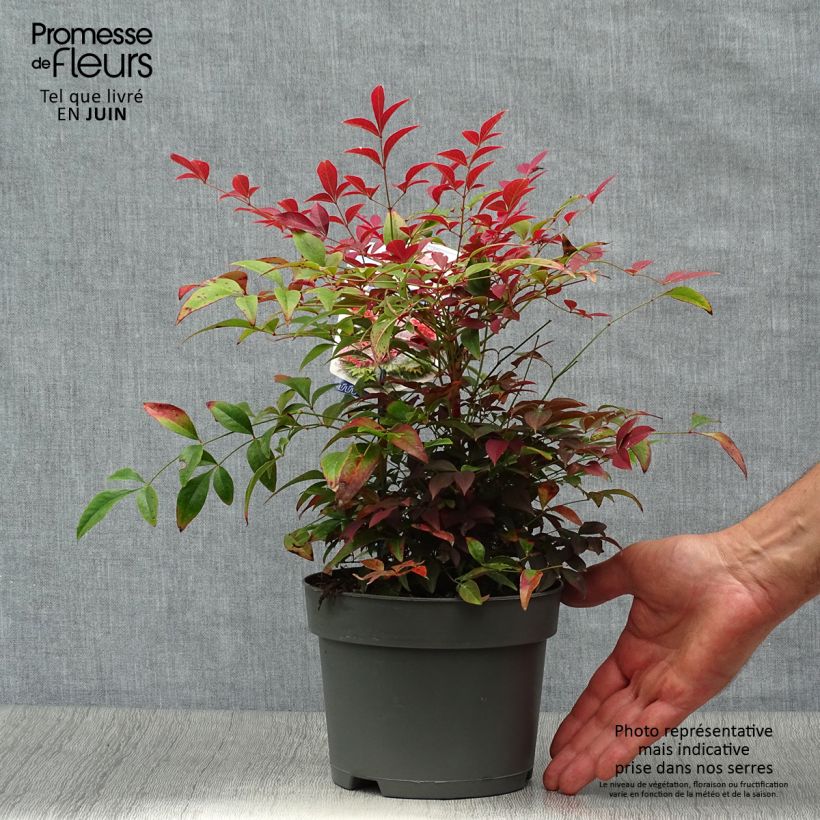 Ejemplar de Nandina domestica Obsessed Seika Maceta 2L/3LAltura de entrega aprox. 15/20cm entregado en verano