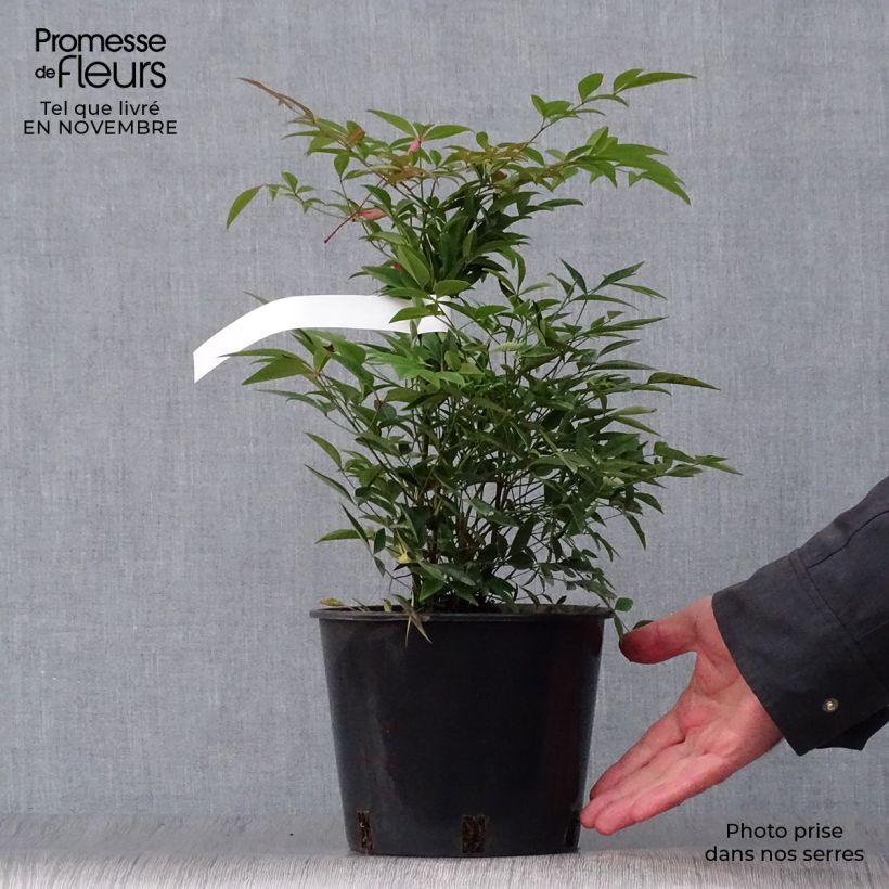 Ejemplar de Nandina domestica - Bambú sagrado Maceta 2L/3L entregado en otoño