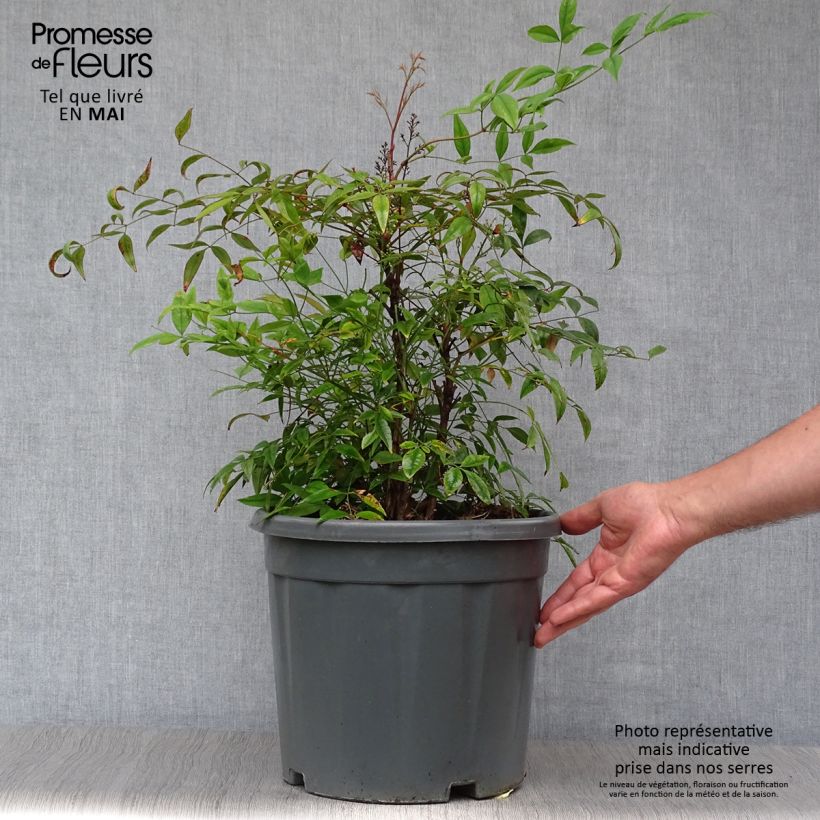 Nandina domestica - Bambú sagrado Maceta 7,5L/10LAltura de entrega aprox. 50/60cm Ejemplar entregado en la primavera