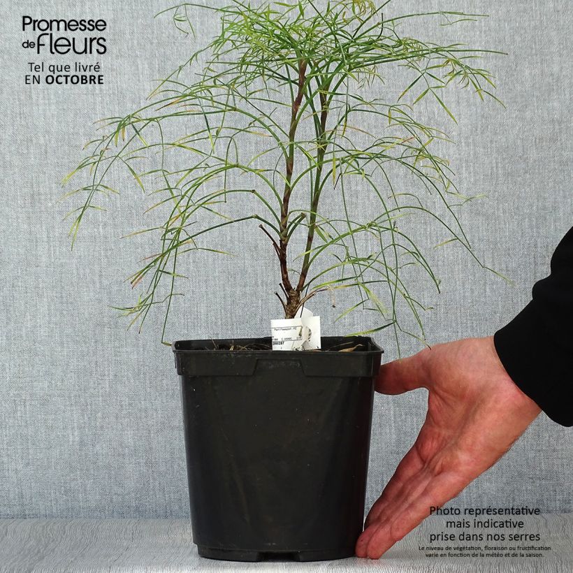 Ejemplar de Nandina domestica Filamentosa Maceta 2L/3L entregado en otoño