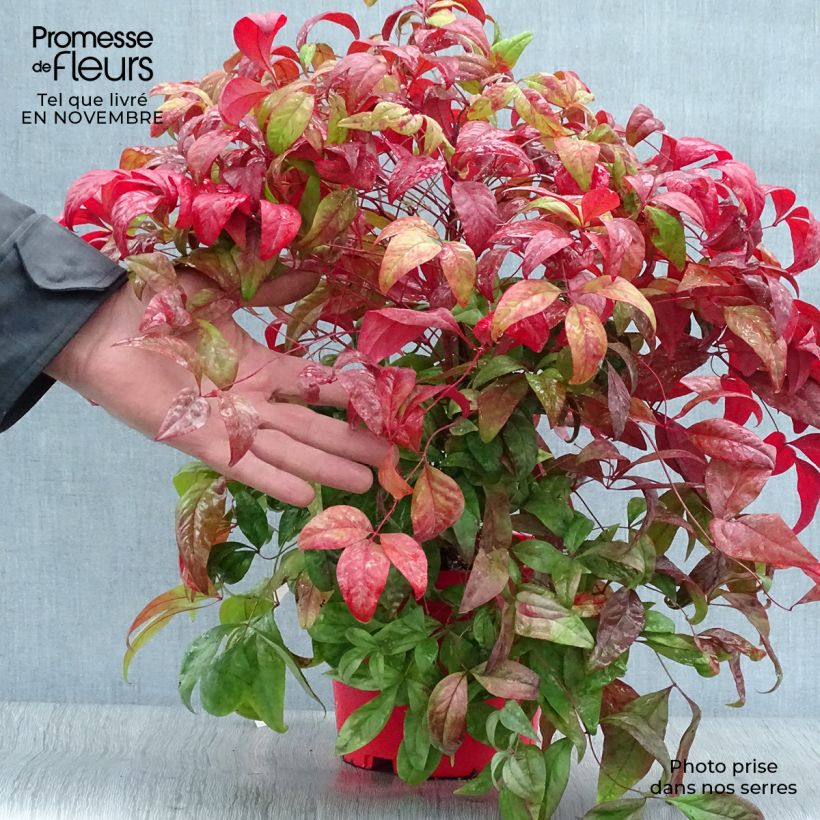 Ejemplar de Nandina domestica Fire Power Maceta 2L/3L entregado en otoño