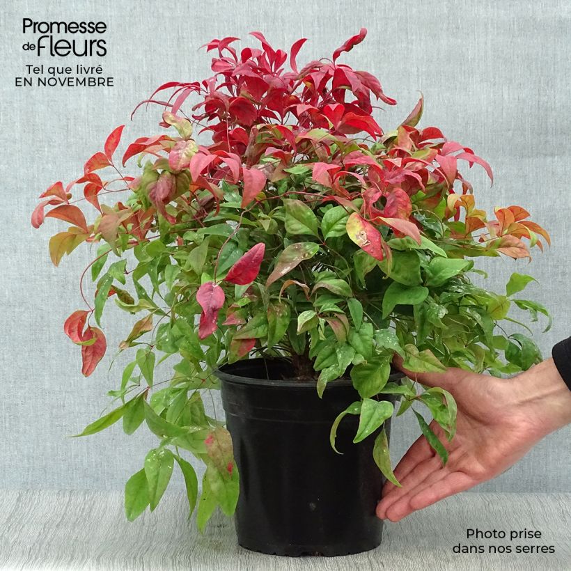 Ejemplar de Nandina domestica Fire Power Maceta 4L/5L entregado en otoño