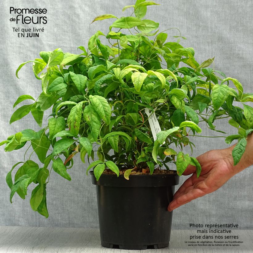 Ejemplar de Nandina domestica Fire Power - Bambou sacré  Pot de 4L/5LHauteur livrée env. 40cm entregado en verano
