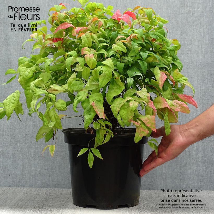 Ejemplar de Nandina domestica Fire Power Maceta 7,5L/10L entregado en otoño