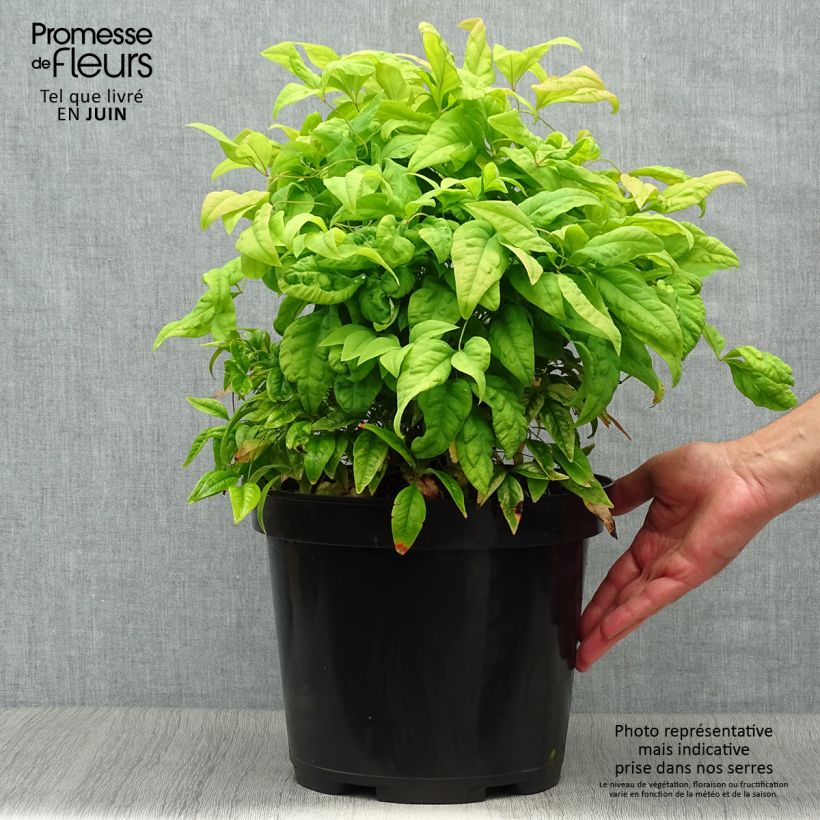 Ejemplar de Nandina domestica Fire Power - Bambou sacré  Pot de 7,5L/10LHauteur livrée env. 30/50cm entregado en verano