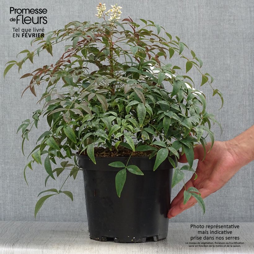 Ejemplar de Nandina domestica FLIRT Murasaki Maceta 3L/4L entregado en otoño