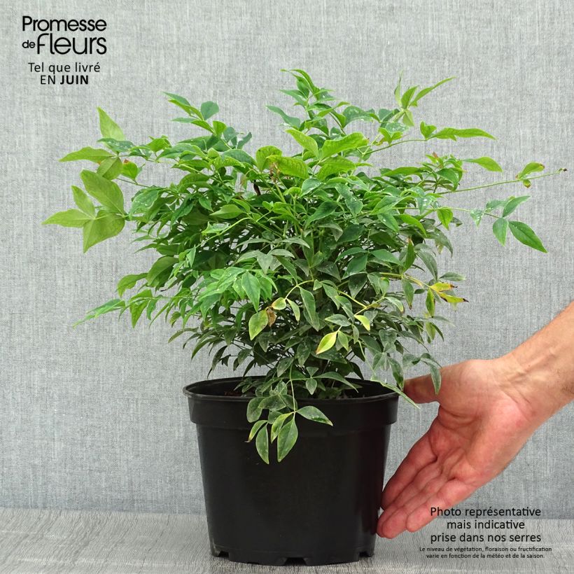 Ejemplar de Nandina domestica Gulf Stream - Bambou sacré orange cuivre C2L/3L entregado en verano