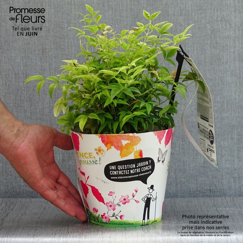 Ejemplar de Nandina domestica Lemon and Lime Maceta 2L/3L entregado en verano