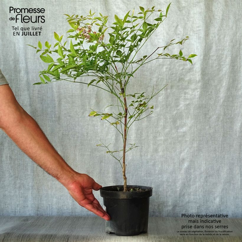 Ejemplar de Nandina domestica Richmond - Bambou sacré Pot de 2L/3L entregado en verano