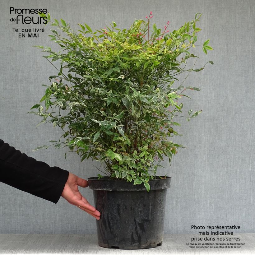 Nandina domestica Twilight - Bambou sacré Pot de 7,5L/10LHauteur livrée env. 30/40cm Ejemplar entregado en la primavera