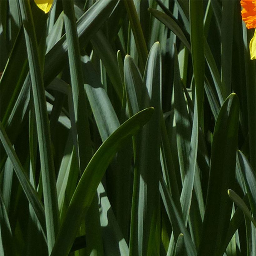 Narciso Brackenhurst (Follaje)