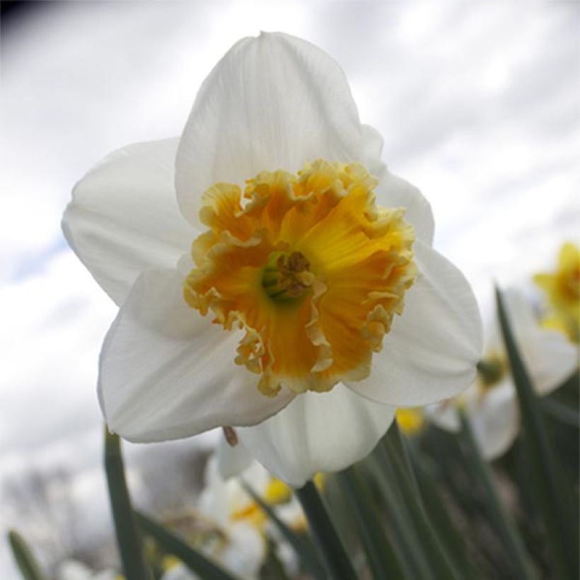 Narciso Chantilly (Floración)