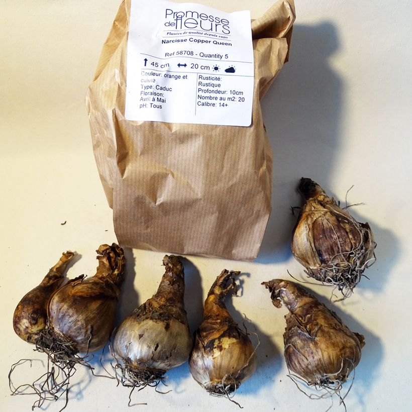 Ejemplo de ejemplar de Narciso Copper Queen Bulbo calibre 12+ tal y como se entrega