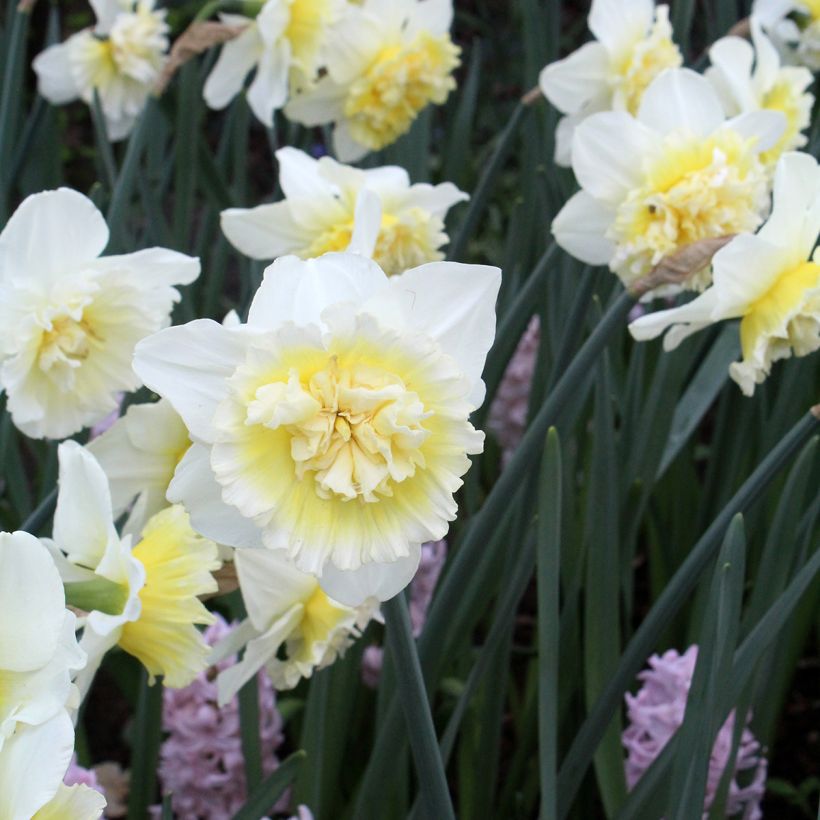 Narciso Ice King (Floración)