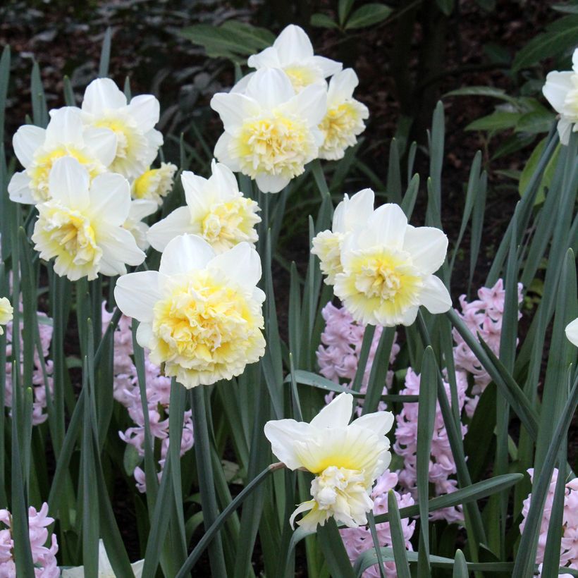 Narciso Ice King (Porte)