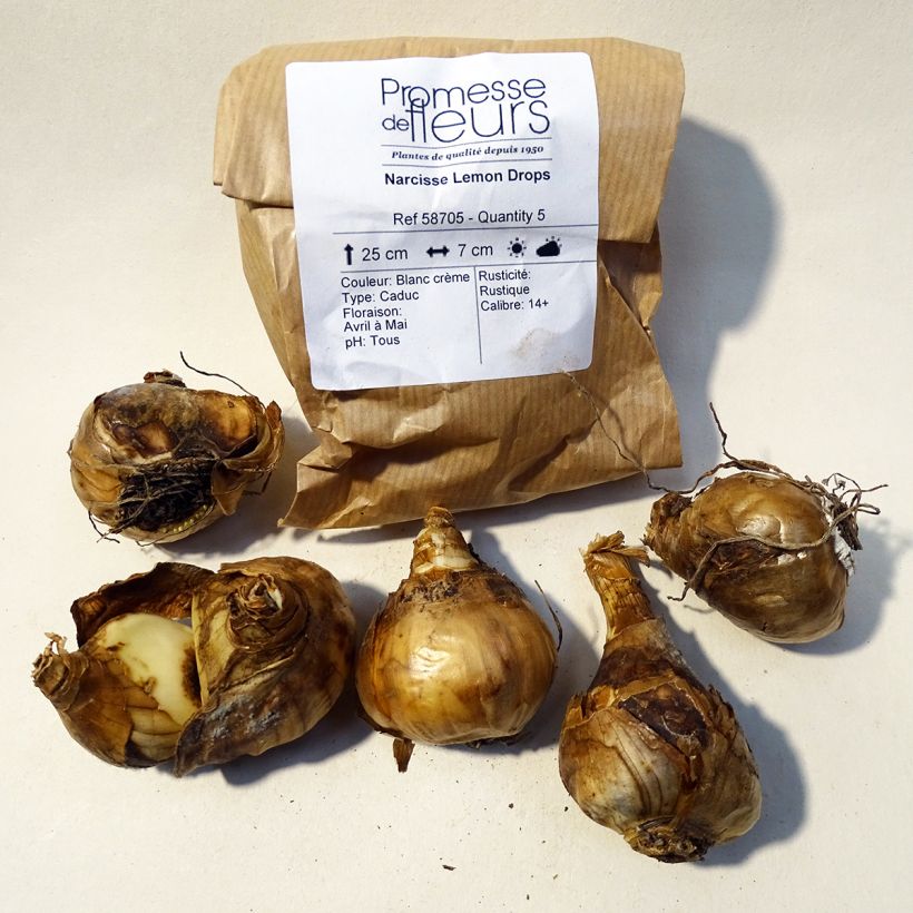 Ejemplo de ejemplar de Narciso triandrus Lemon Drops Bulbo calibre 12+ tal y como se entrega