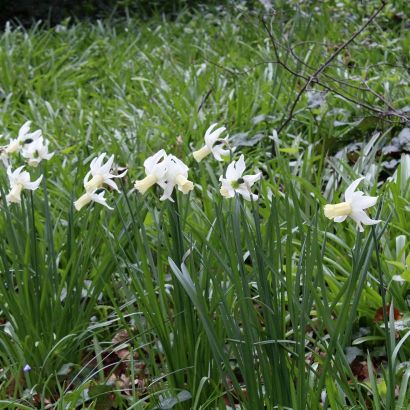 Narciso triandrus Lemon Drops (Porte)